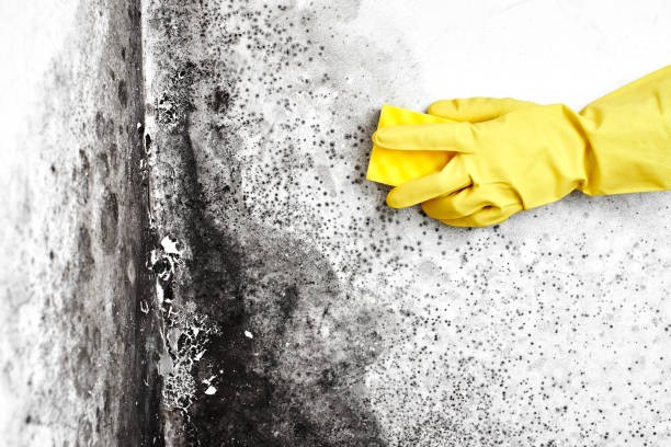 Best White Mold Remediation in Islip Terrace, NY
